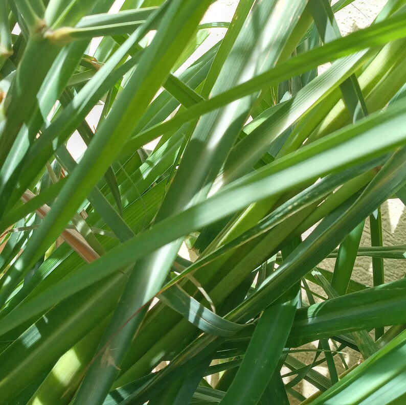LEMON GRASS fever Grass Citronella cymbopogan Citratus Etsy