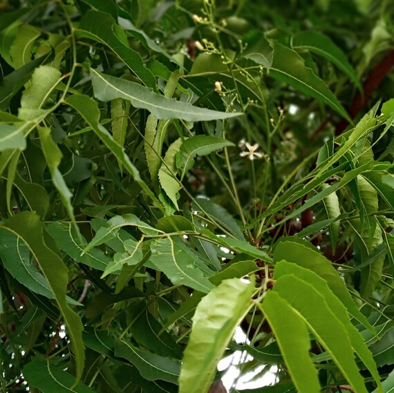Jamaican Neem Tree Leaf Neem Tree Neemba Azadirachtaindica Etsy