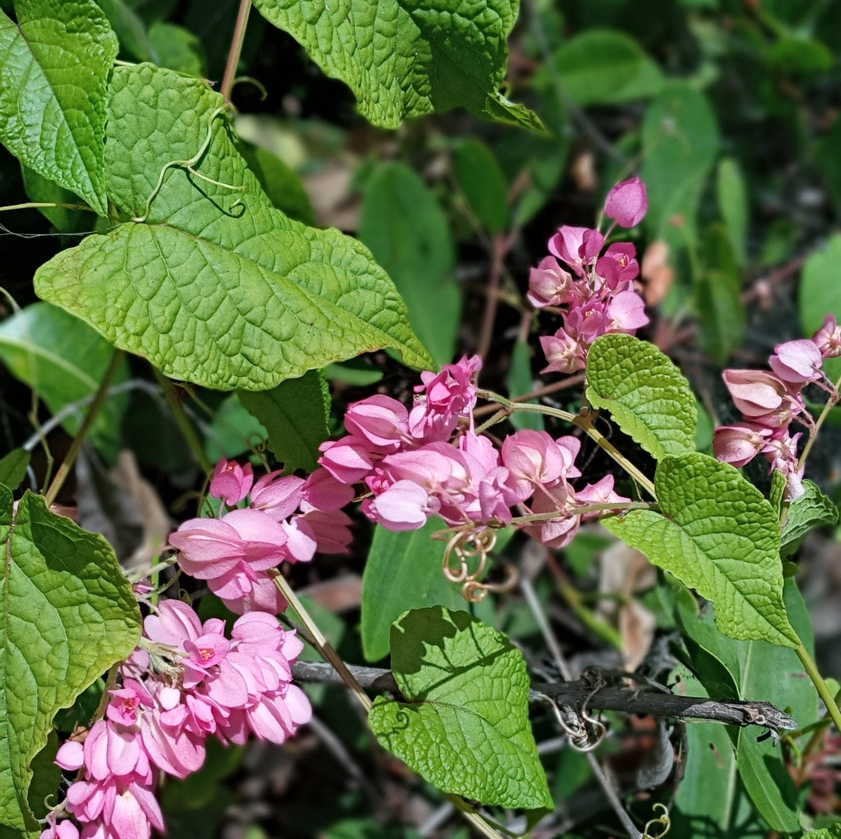 Rice and Peas Bush Coral Creeper Mexican Creeper Antigonon Etsy