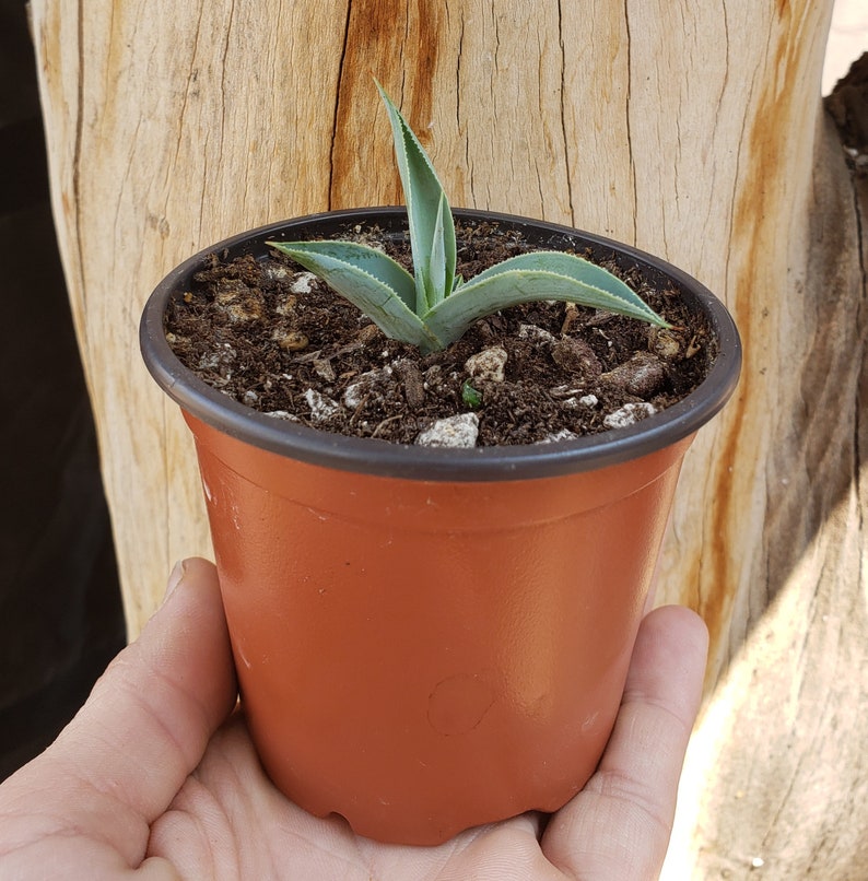 Baby Agave Plant Century Plant Agave Pup Agave Americana Etsy