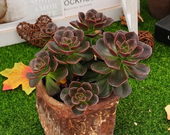 エケベリア「デザートローズ」 - 生きた多肉植物 - Etsy 日本