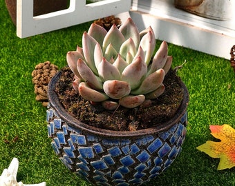 エケベリア ウェディング リング、多肉植物、多肉植物ギフト - Etsy 日本