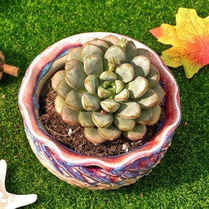 4&#39;&#39; Graptoveria Amethorum