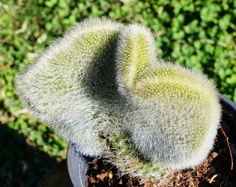 5インチ クレイストカクタス コラデモノニス - Etsy 日本