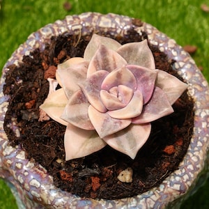 2&#39;&#39;Graptopetalum &#39;Purple Delight&#39; Variegated
