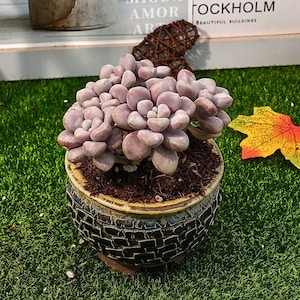 5&#39;&#39; Graptopetalum Ellen