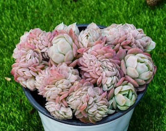 Echeveria con cresta de baya y limón de 4''