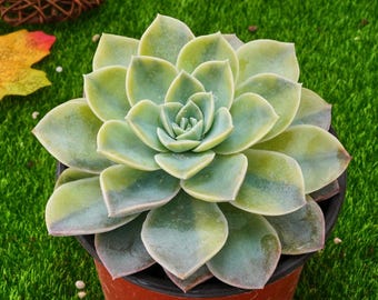 グラプトベリア「ハリー・ワトソン」クラスター、珍しい生きた多肉植物