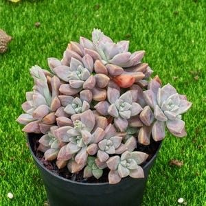 4&#39;&#39; Graptopetalum Purple Haze