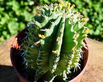 ユーフォルビア ホリダ、珍しい多肉植物、ギフトに最適 - Etsy 日本