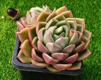4'' Echeveria White Rose