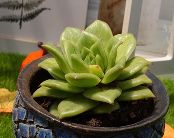 4&#39;&#39;Echeveria &#39;Green Rose&#39;