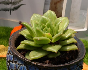 4''Echeveria 'Green Rose'