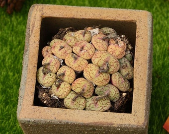 2''Conophytum obcordellum