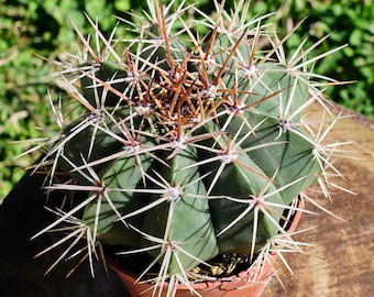 4" Live Succulent Plants, Melocactus Amoenus Hoffmanns, Easy Care Plants -  Etsy