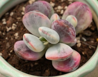 4,5 cm Blütenkelch (Tricotyledon Orbiculata cv. Bunt