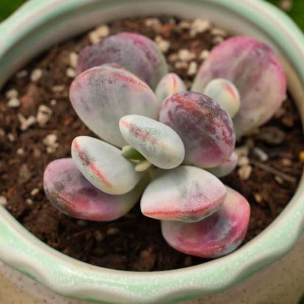 1.8''Cotyledon Orbiculata cv. Variegated