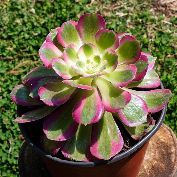 5'' Aeonium Pink Witch