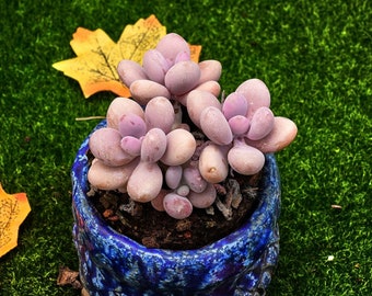 Guijarros Lavanda Graptopetalum Amethystinum de 4&#39;&#39;