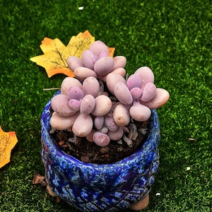4&#39;&#39;Graptopetalum Amethystinum Lavender Pebbles