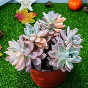 5&#39;&#39; Graptoveria Victor Kane Variegated