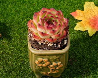 アエオニウム・ライチ - 生きた植物、P164 - Etsy 日本