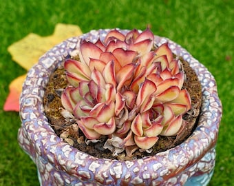 3'' Echeveria Pulidonis