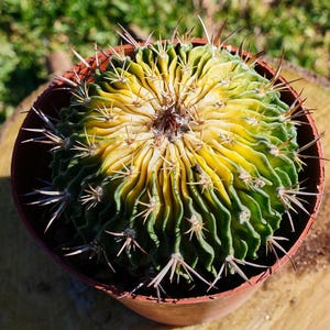 5'' Stenocactus Multicostatus