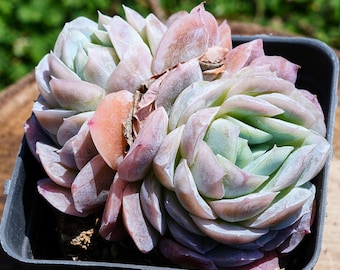 エケベリア フィオナ - 生きた植物、YP109 - Etsy 日本