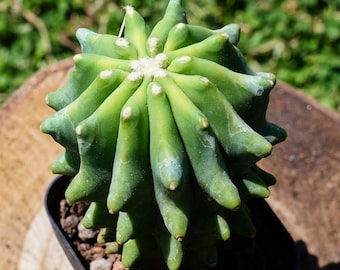 Ferocactus Glaucescens de 2''