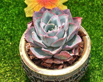 3&#39;&#39; Echeveria Neon Light