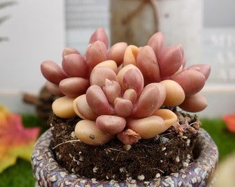 3''Graptoveria Avantgarde