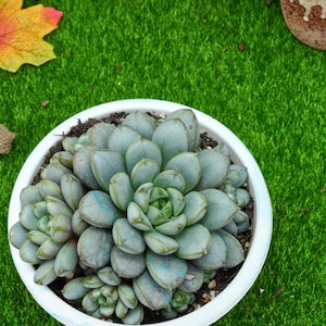 7&#39;&#39; Graptoveria Amethorum