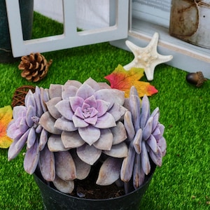 6&#39;&#39; Graptopetalum Superbum
