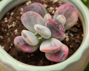 1.8''Cotyledon Orbiculata cv. Variegated