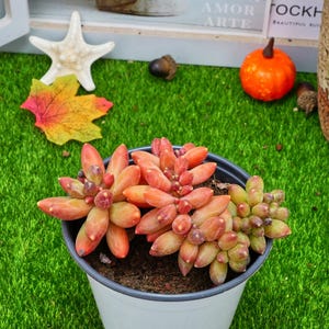 5&#39;&#39; Pachyphytum Compactum Crested