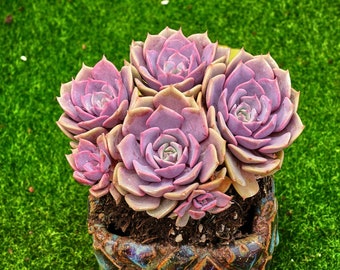 5'' Echeveria 'Purple'