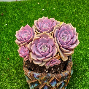 Puede incluir: Un grupo de suculentas rosadas y moradas en una maceta de cerámica azul y marrón. La maceta tiene un patrón geométrico y las suculentas están dispuestas en forma circular.