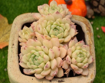 3''Echeveria 'faccia da panda'