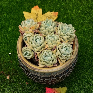 4&#39;&#39;Graptoveria &#39;Rose Queen&#39; Variegated