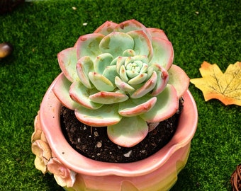 3'' Echeveria 'White Moonlight'