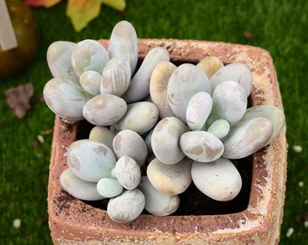 4''Pachyphytum Oviferum 'Kaas'