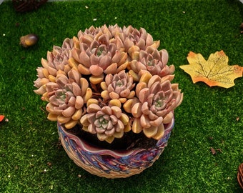 5'' Echeveria 'Arzee'