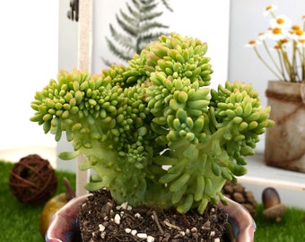 6''Sedum 'Alice Evans'