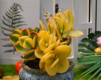 5''Crassula Ovata Variegata
