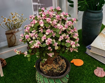 Portulacaria Afra da 6''