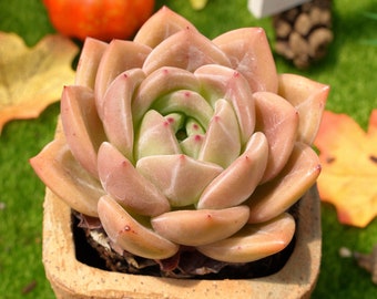 3''Echeveria 'Champagne'