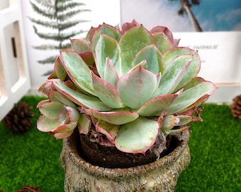 15 cm Echeveria vit ros