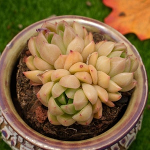 3&#39;&#39;Echeveria &#39;green elf&#39;