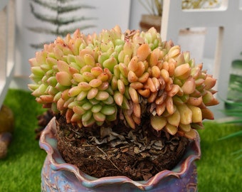 5''Echeveria 'fendiin' Crested